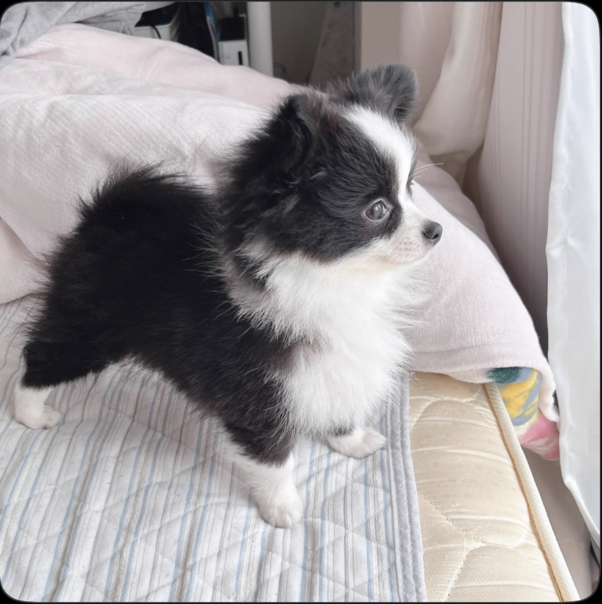 레서